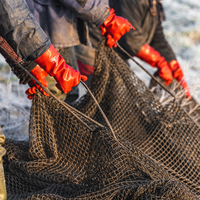 pesca