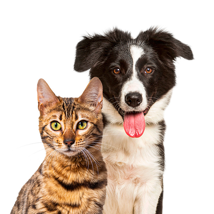 Bonus animali domestici