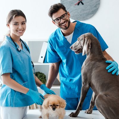 Veterinarie